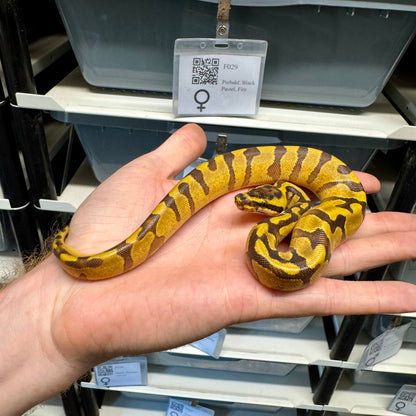 Super Enchi, Yellowbelly, 100% Double Het Lavender & Pied - Female