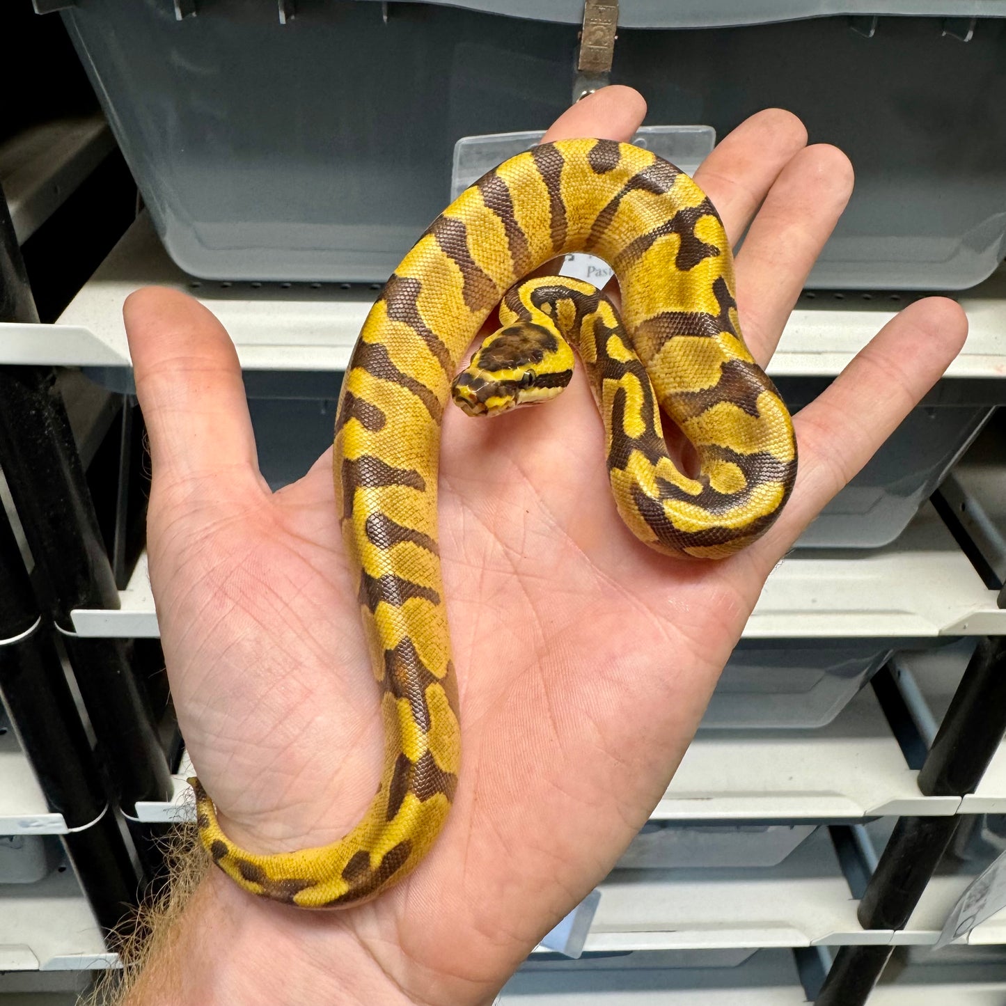 Super Enchi, Yellowbelly, 100% Double Het Lavender & Pied - Female