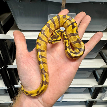Super Enchi, Yellowbelly, 100% Double Het Lavender & Pied - Female
