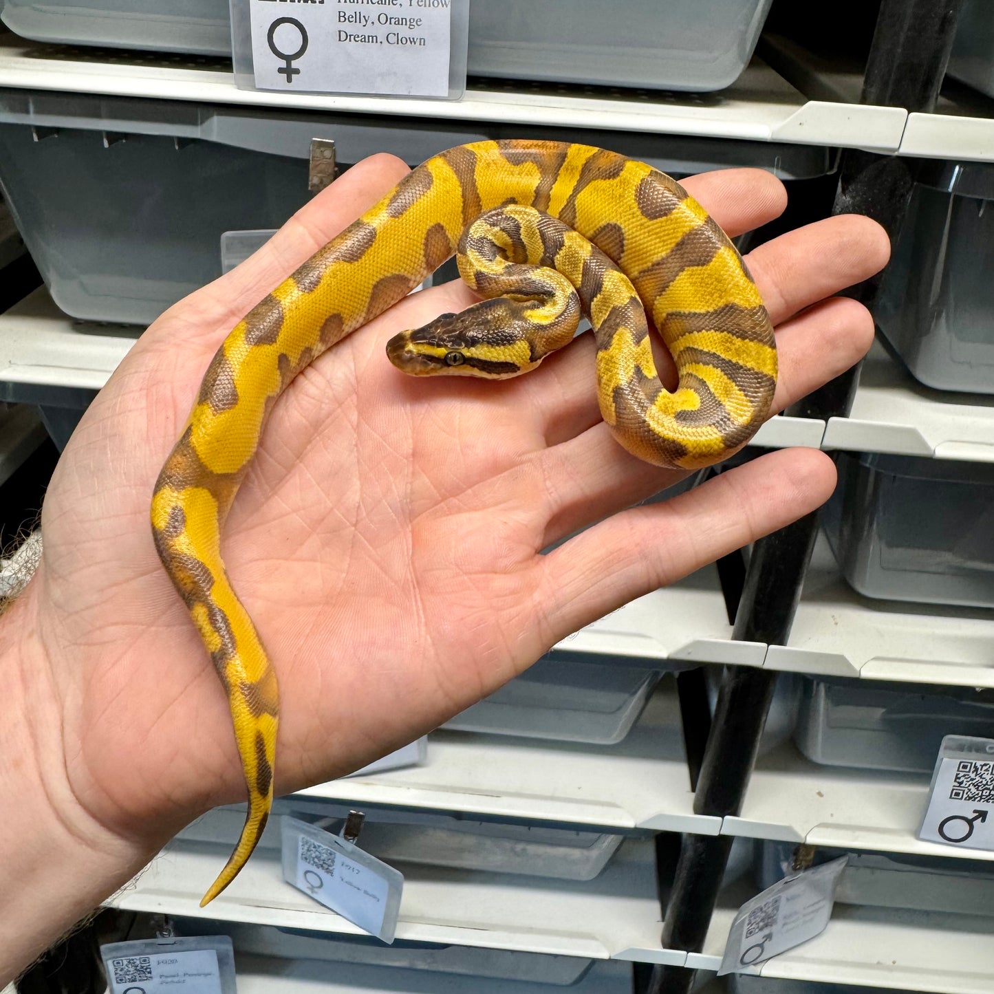 Enchi, Super Orange Dream, Black Head, Yellowbelly, 100% Double Het Lavender & Pied - Female