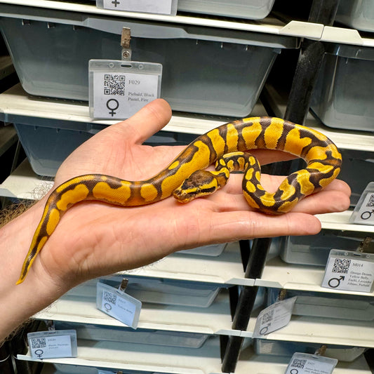 Enchi, Super Orange Dream, Yellowbelly, 100% Double Het Lavender & Pied - Female