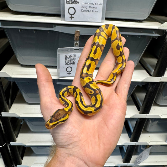 Enchi, Orange Dream, Yellowbelly, 100% Double Het Lavender & Pied - Female