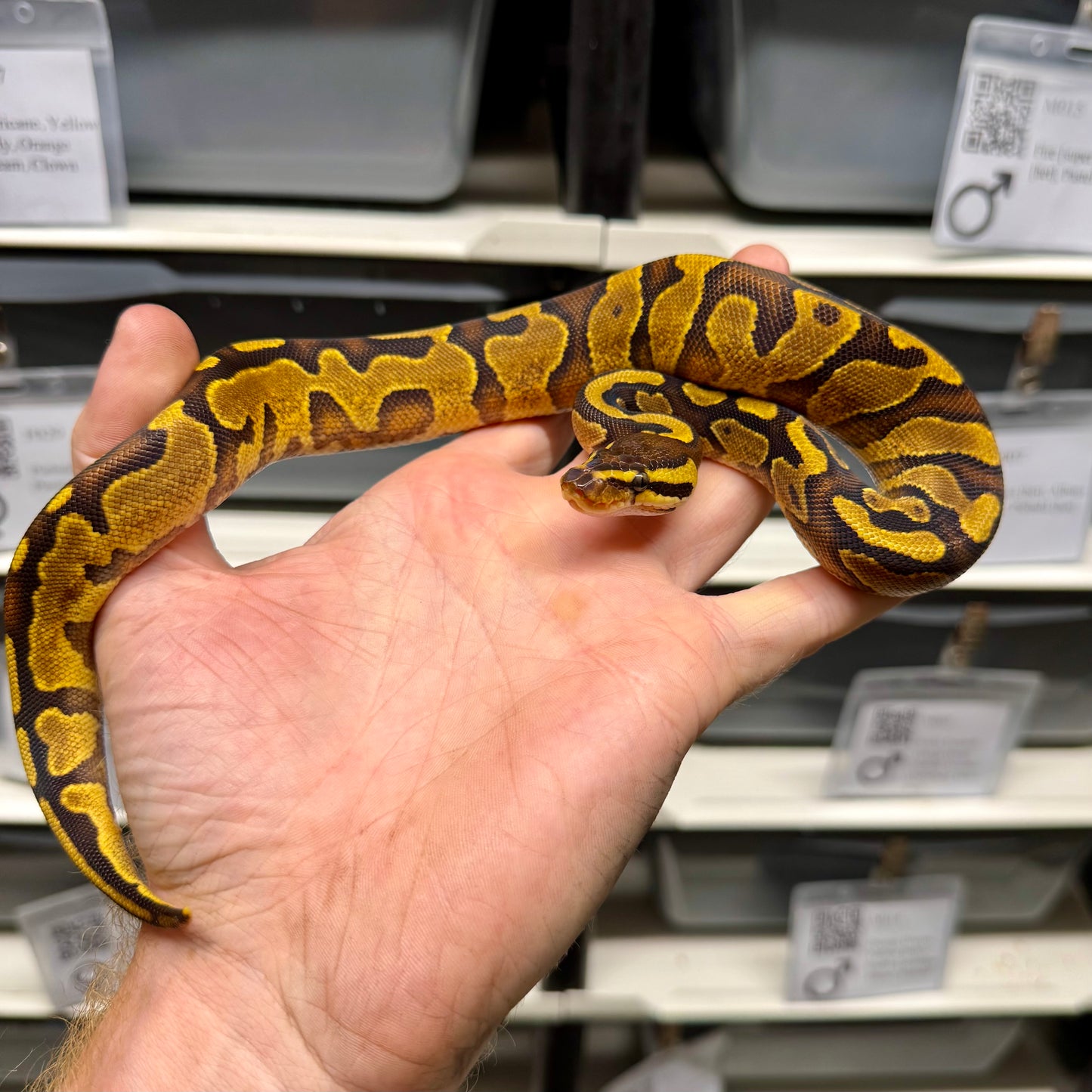 Enchi, Yellowbelly, Quad Het Sunset, Pied, Lavender Albino, Ultramel - Female