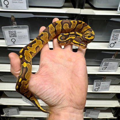 Enchi, Yellowbelly, Quad Het Sunset, Pied, Lavender Albino, Ultramel - Female