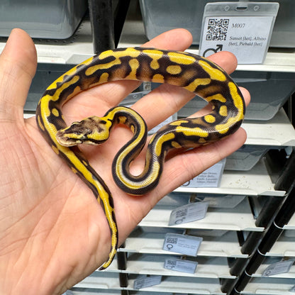 Stranger, Vanilla, Enchi, Leopard, Het Clown - Female