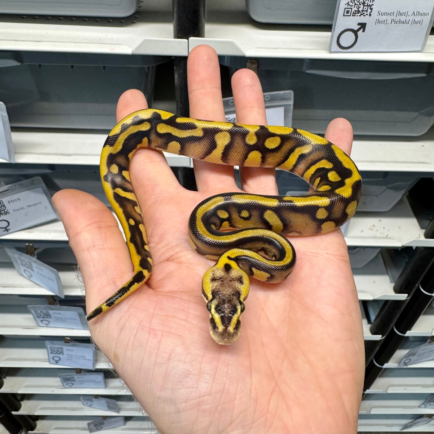 Stranger, Vanilla, Enchi, Leopard, Het Clown - Female